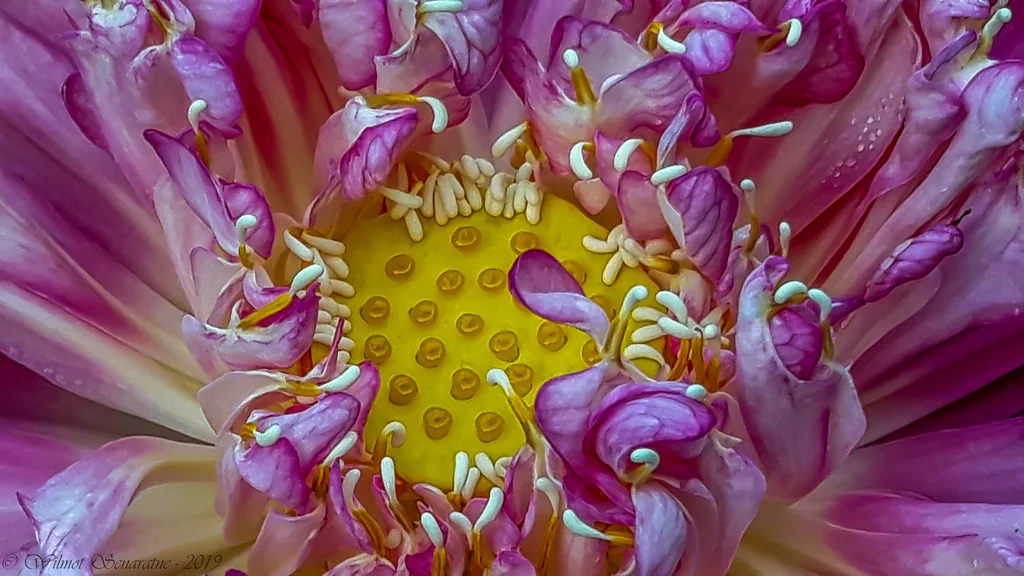 Nelumbo Nucifera