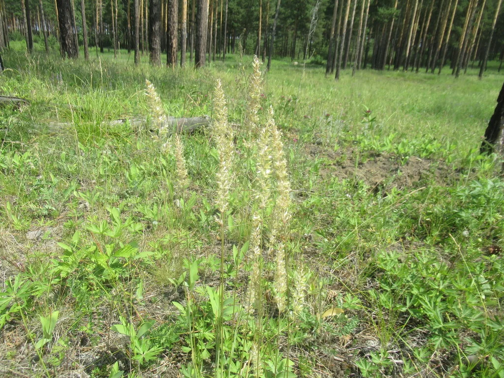Koeleria Macrantha