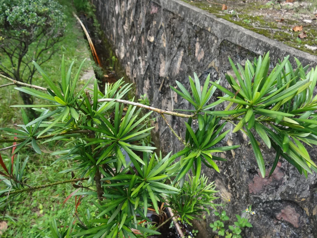 Podocarpus Macrophyllus