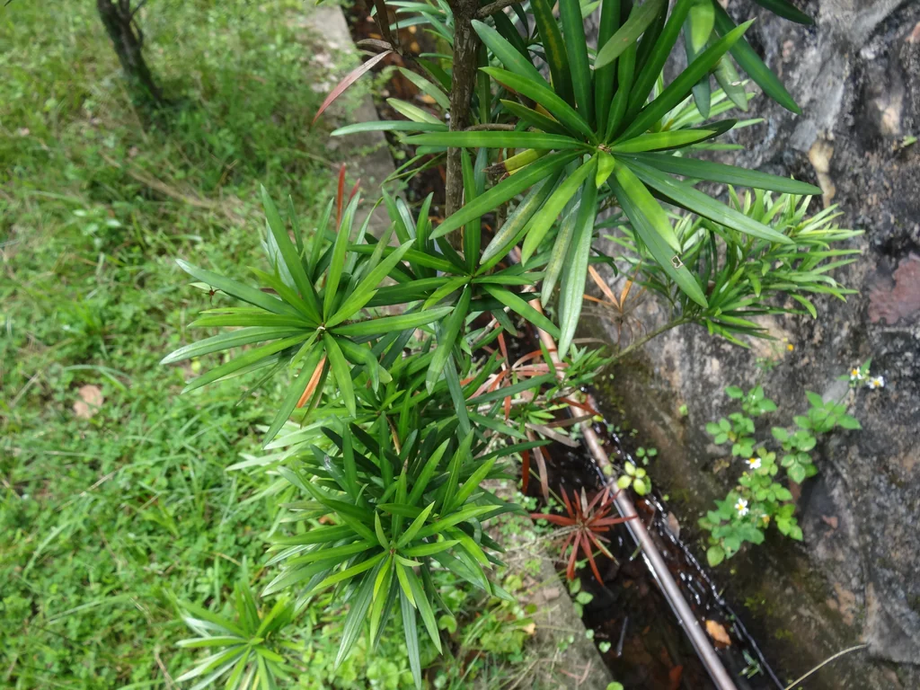 Podocarpus Macrophyllus