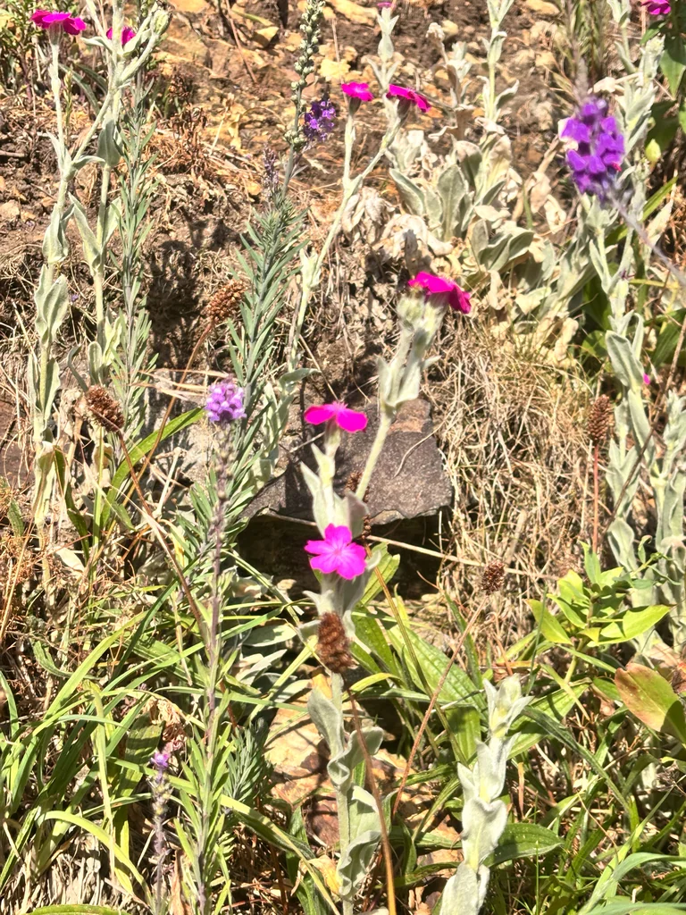 Lychnis Coronaria