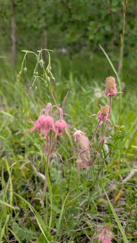 Geum Triflorum