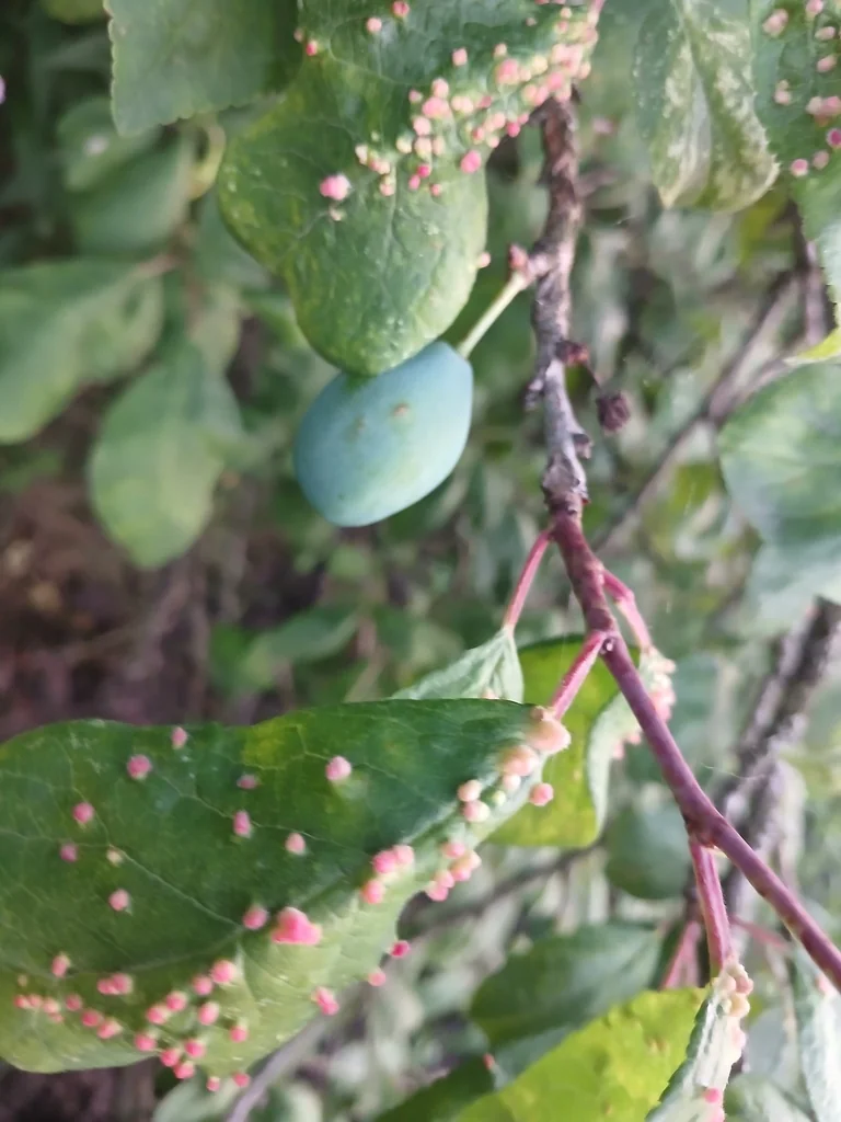 Prunus Domestica