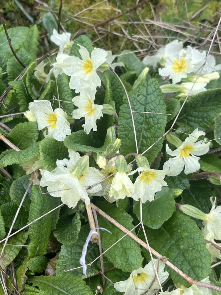 Primula vulgaris