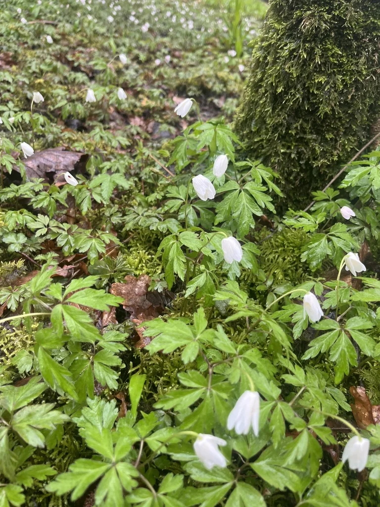 Anemone Nemorosa