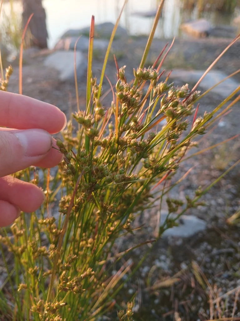 Juncus Tenuis