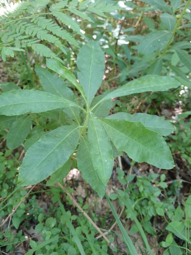 Rhododendron Luteum