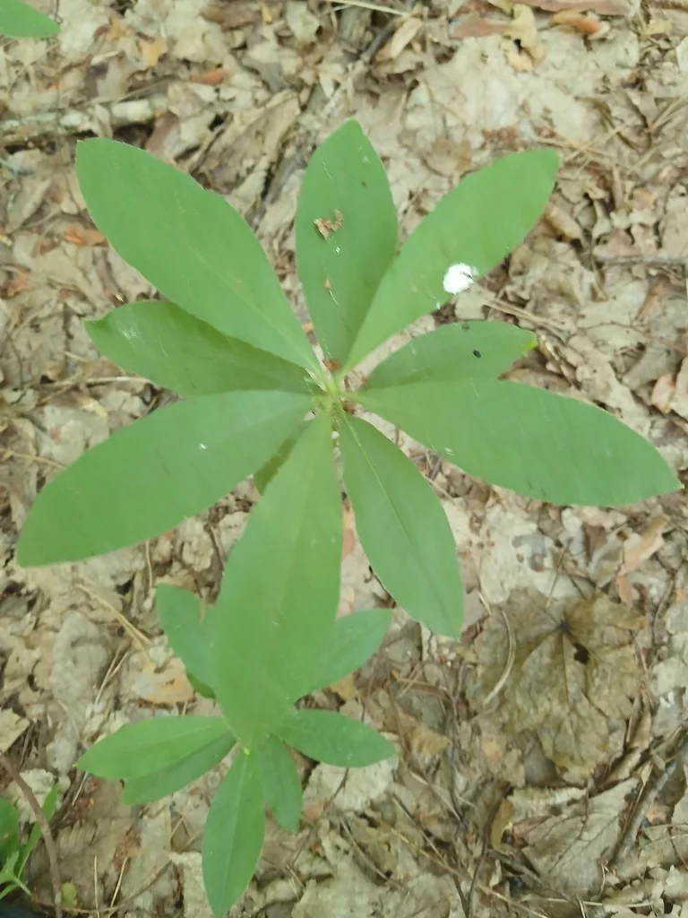 Rhododendron Luteum