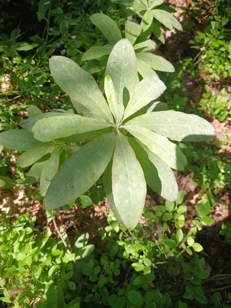 Rhododendron Luteum