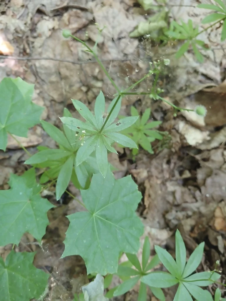 Galium Odoratum