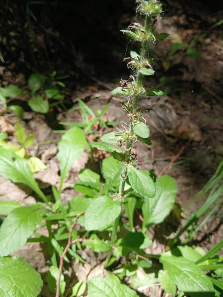Ajuga Reptans