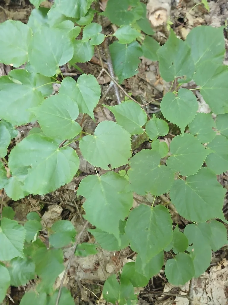 Tilia Cordata