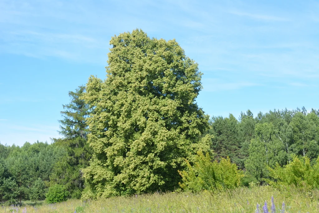 Tilia Cordata