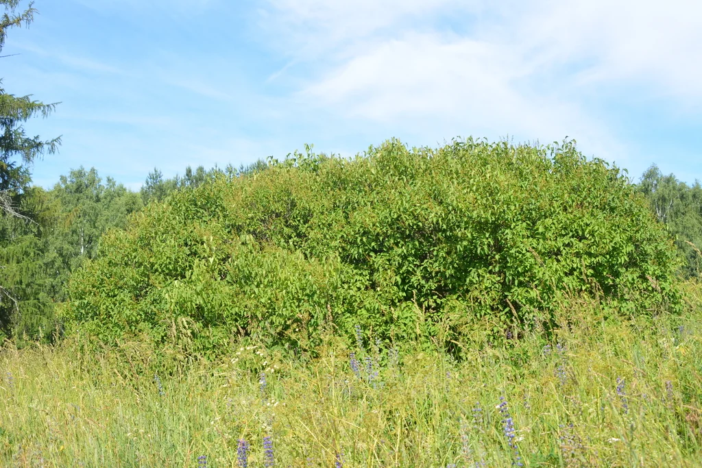 Syringa Vulgaris