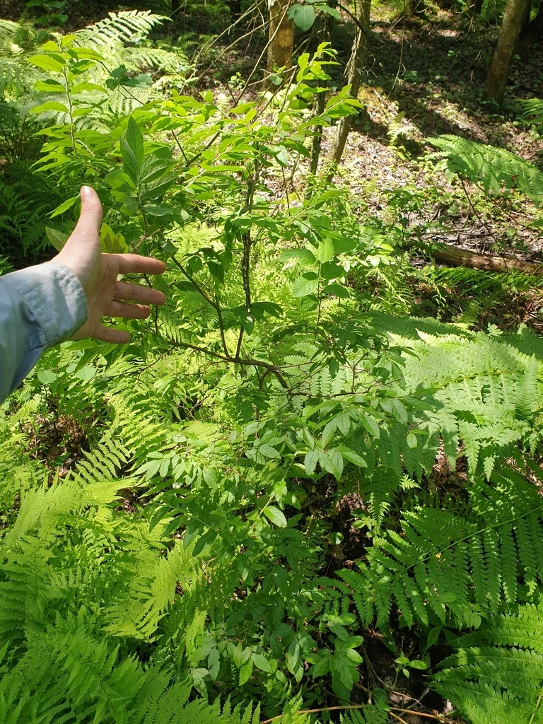 Vaccinium Corymbosum