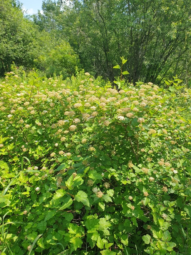 Physocarpus opulifolius