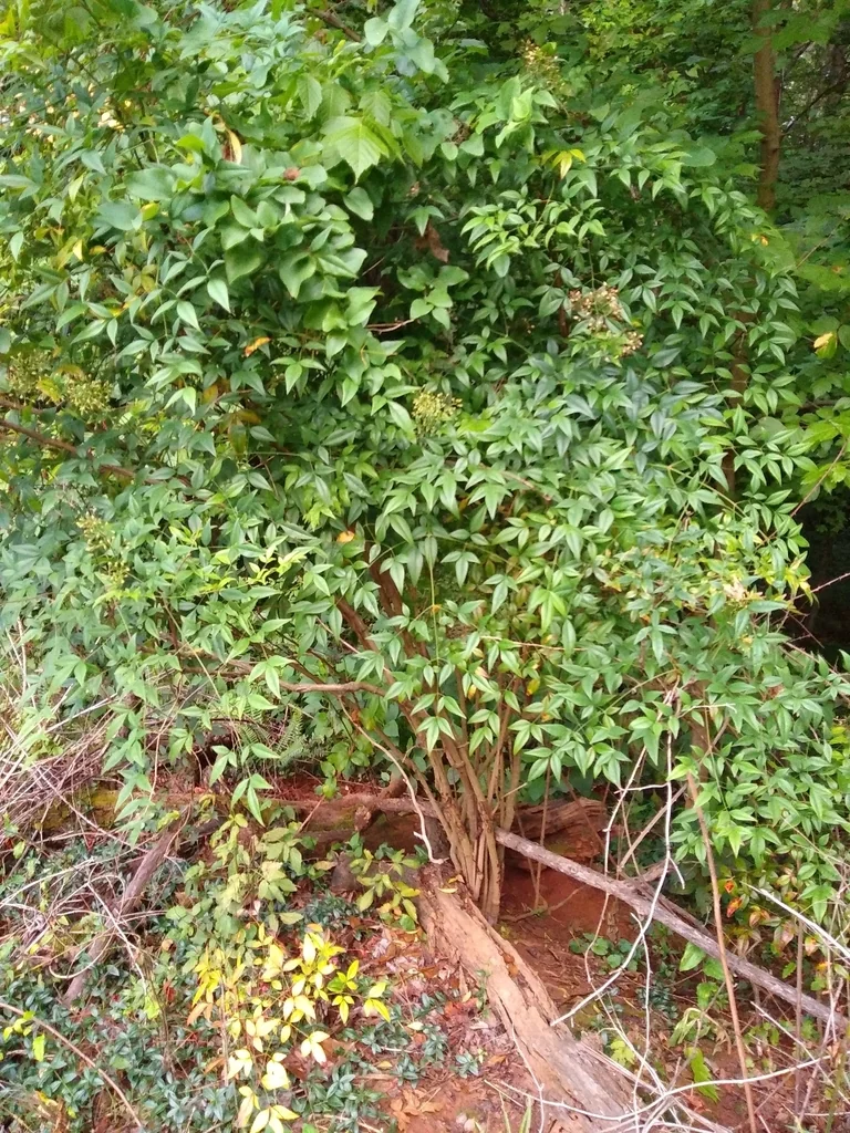 Nandina Domestica