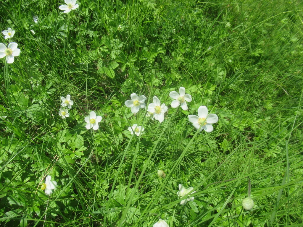 Anemone Sylvestris