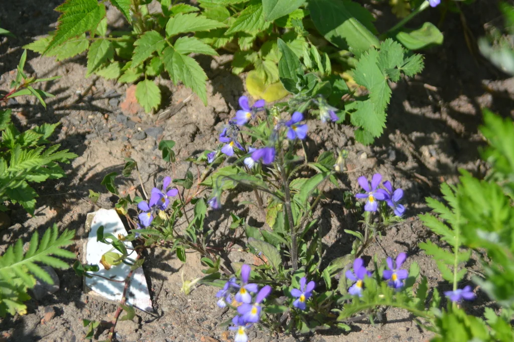 Viola Tricolor