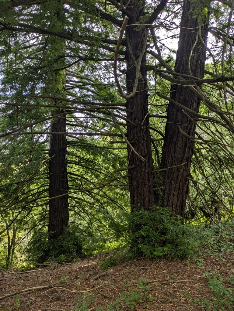 Sequoia sempervirens