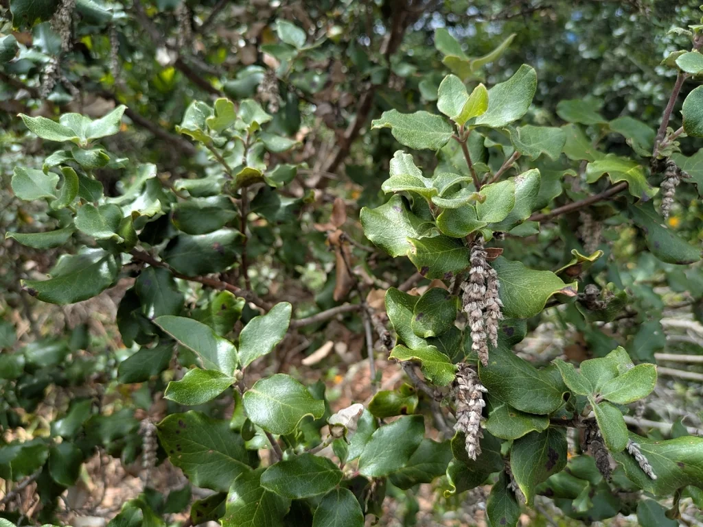 Garrya elliptica