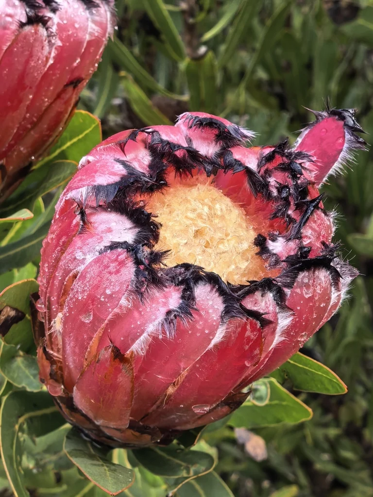 Protea Neriifolia