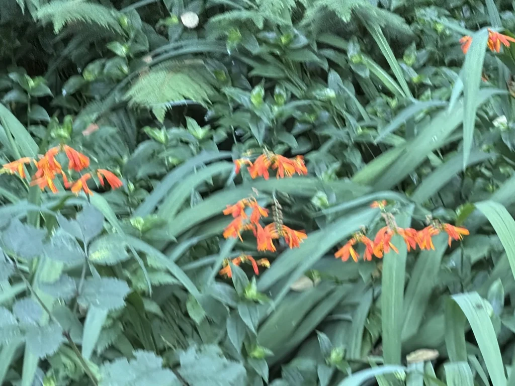 Crocosmia X Crocosmiiflora