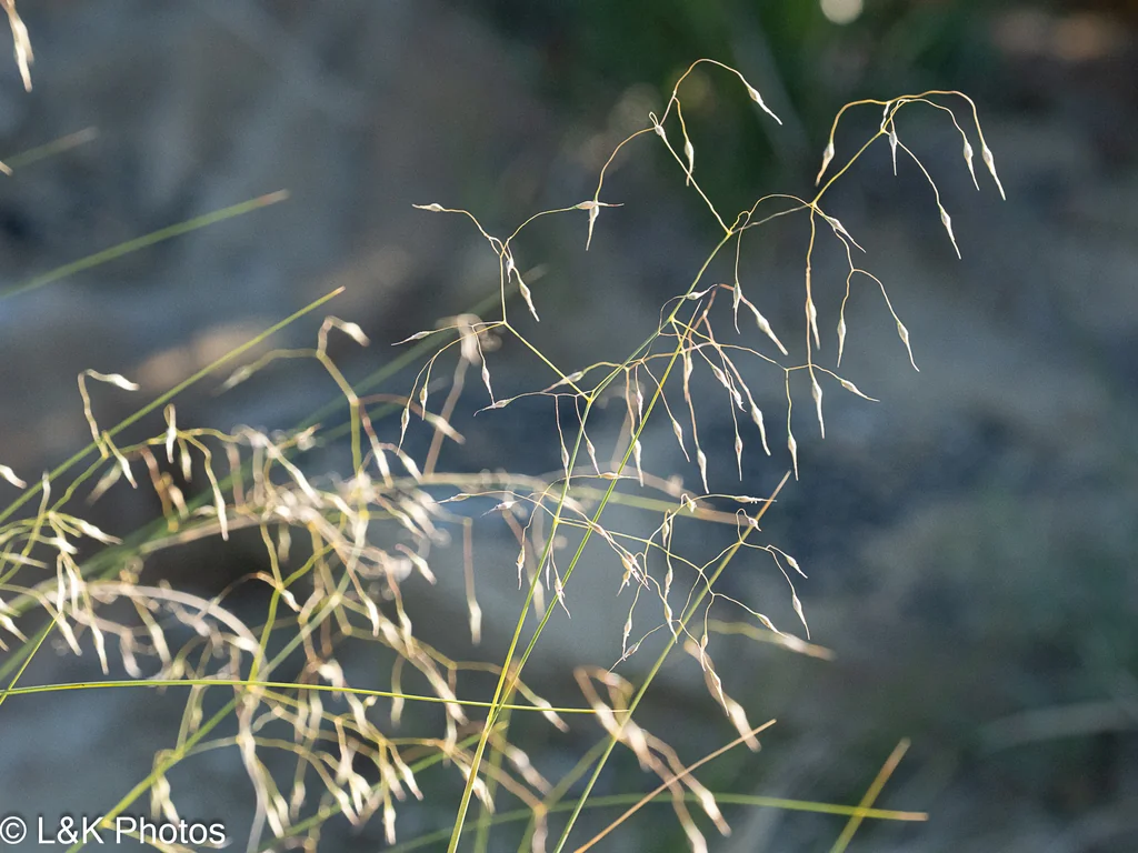 Achnatherum hymenoides