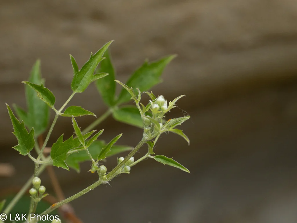 Clematis Ligusticifolia