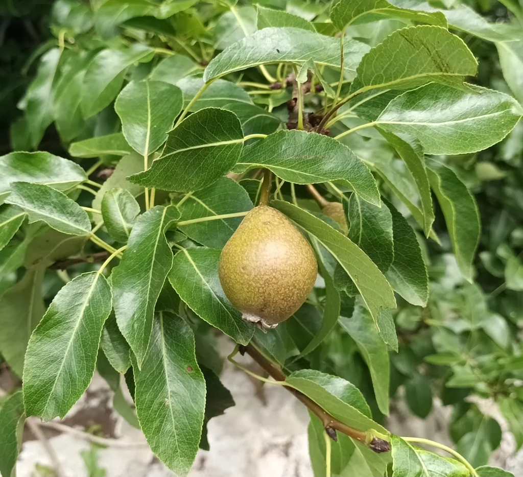 Pyrus Communis