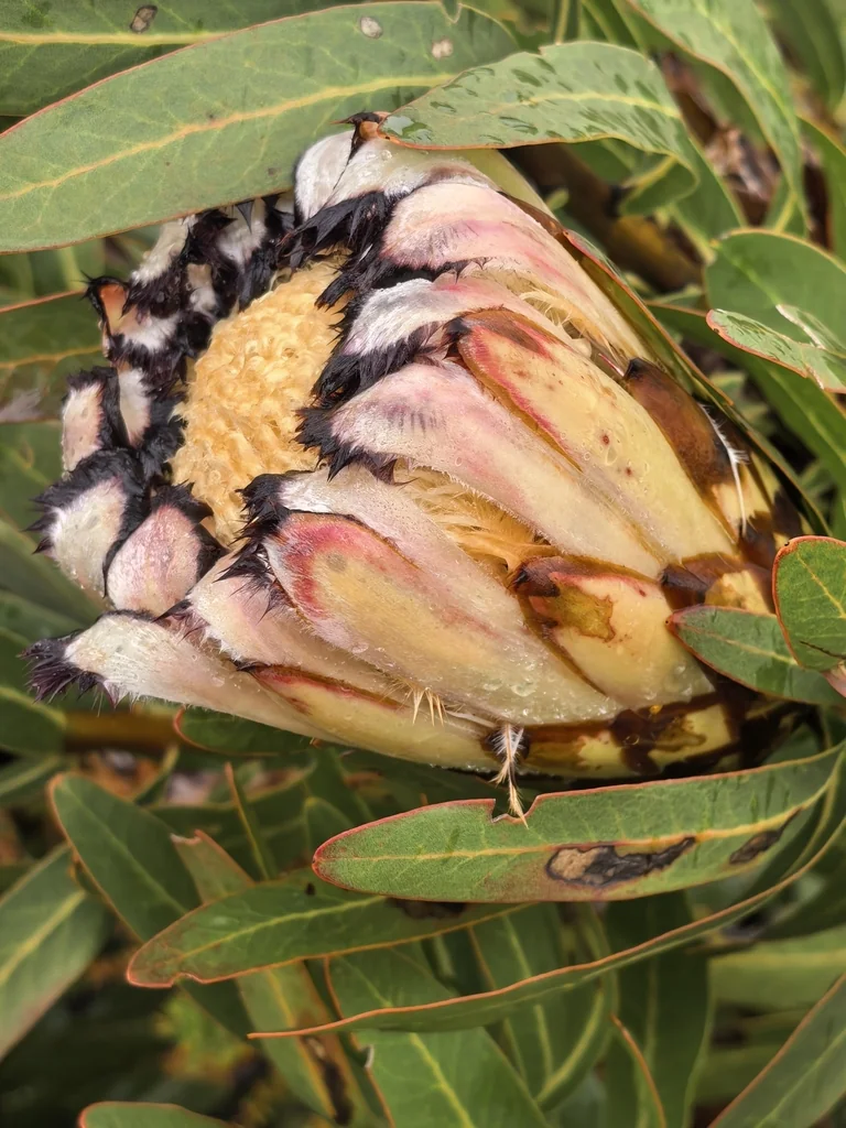 Protea Neriifolia