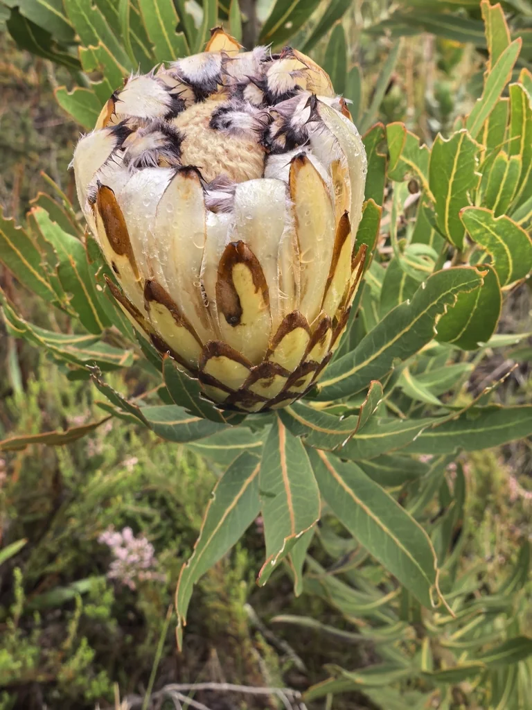 Protea Neriifolia