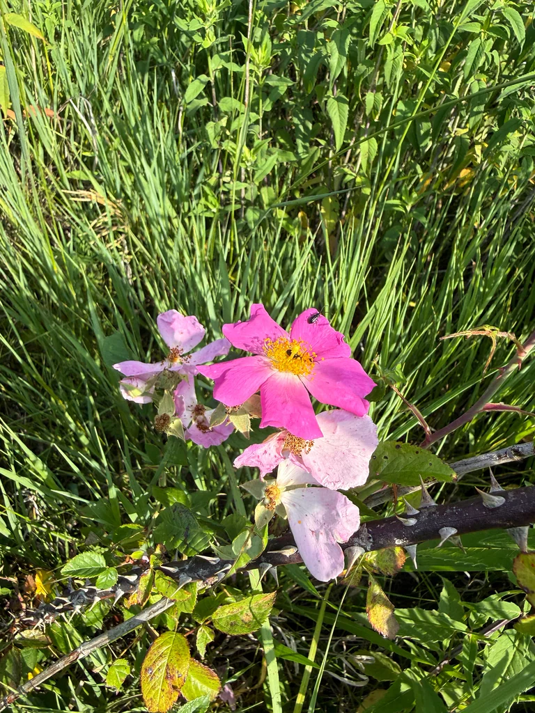 Rosa Setigera