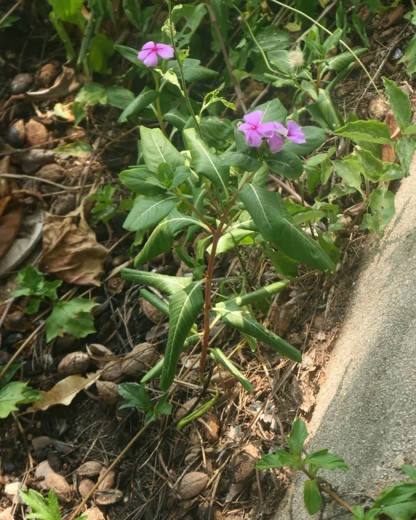 Catharanthus Roseus