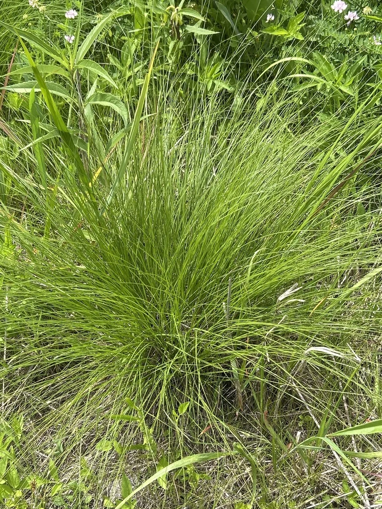 Sporobolus Heterolepis