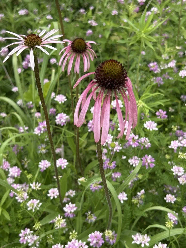 Echinacea Pallida