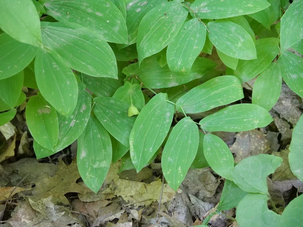Uvularia grandiflora