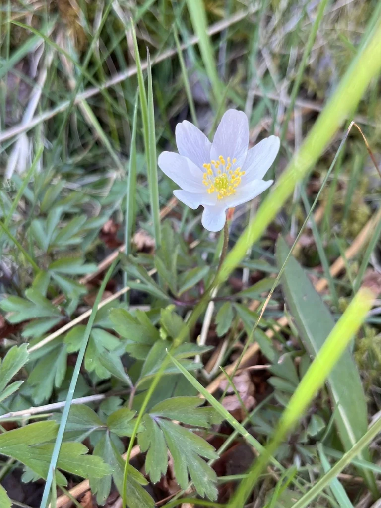 Anemone Nemorosa