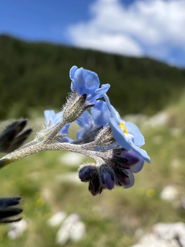 Myosotis Alpestris