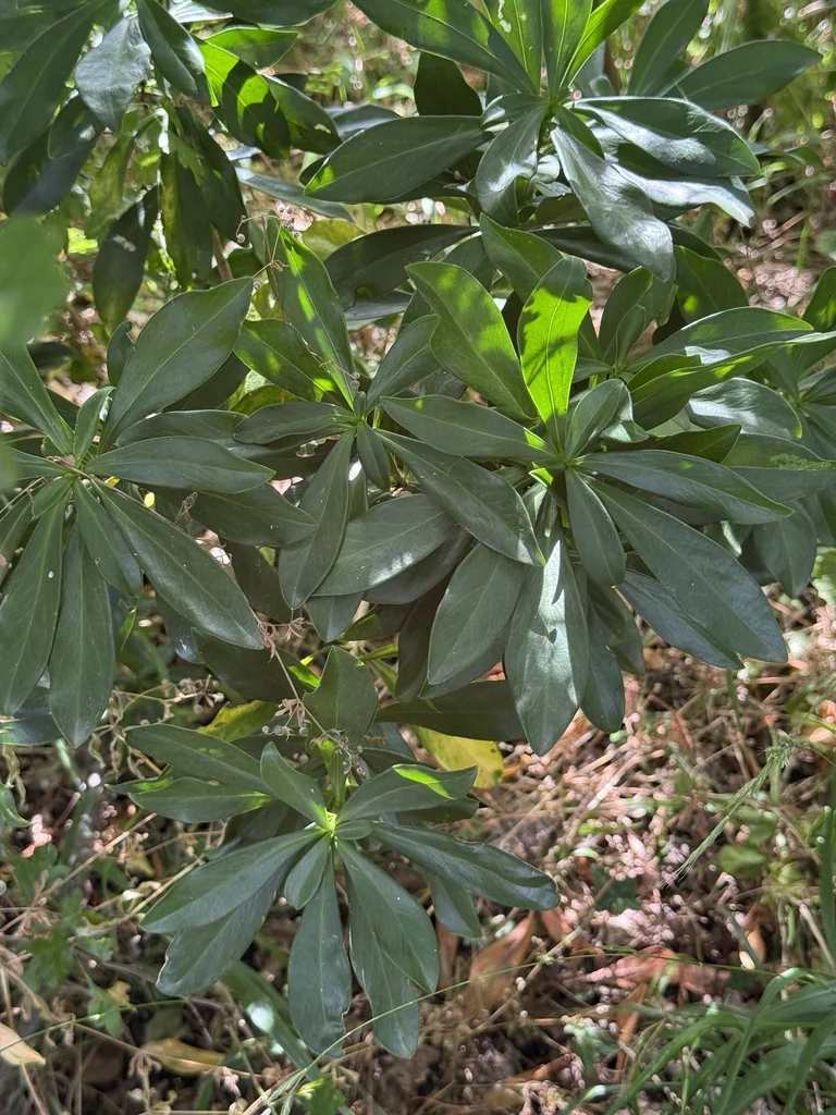 Daphne Laureola