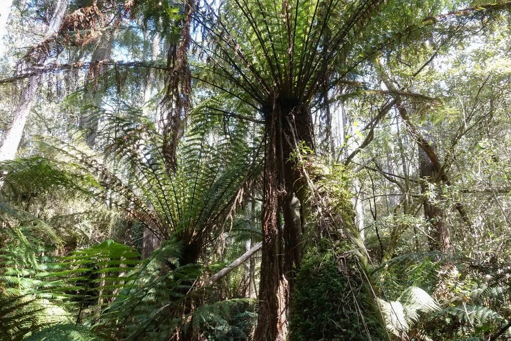 Dicksonia Antarctica