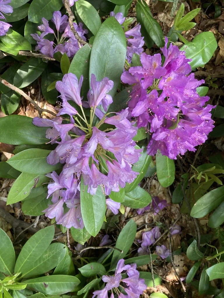 Rhododendron Ponticum