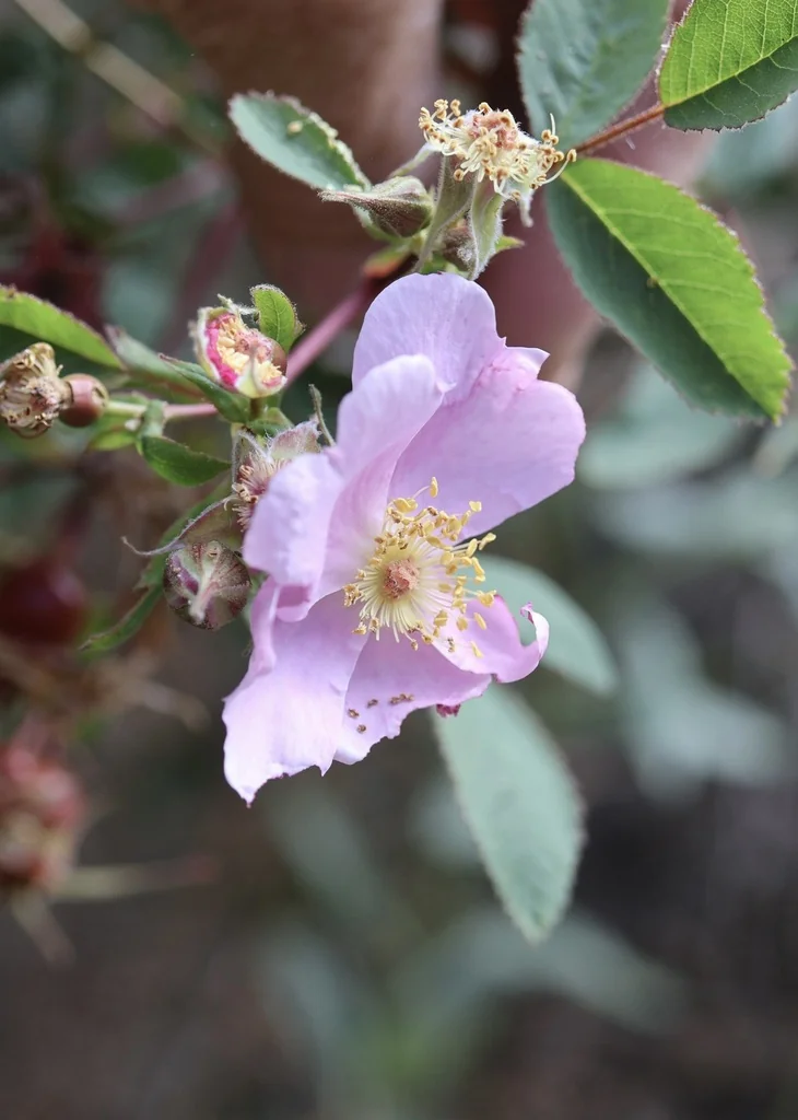 Rosa Californica