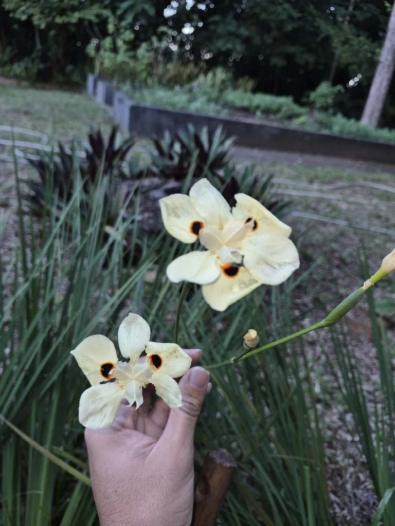 Dietes Bicolor