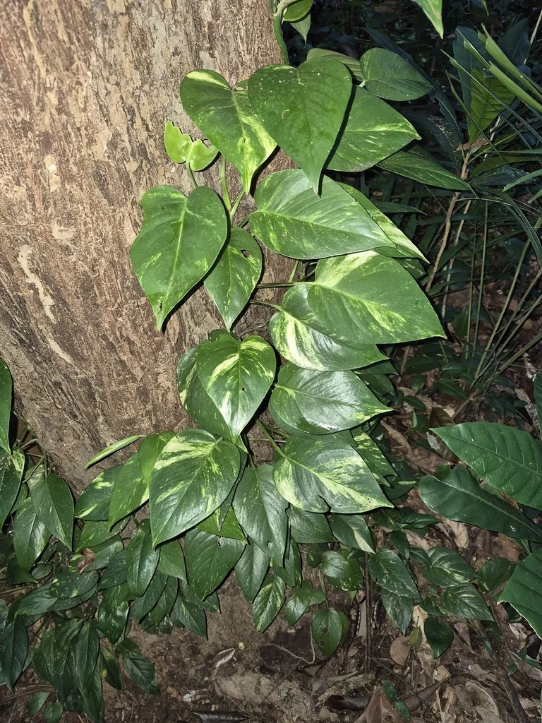 Epipremnum aureum