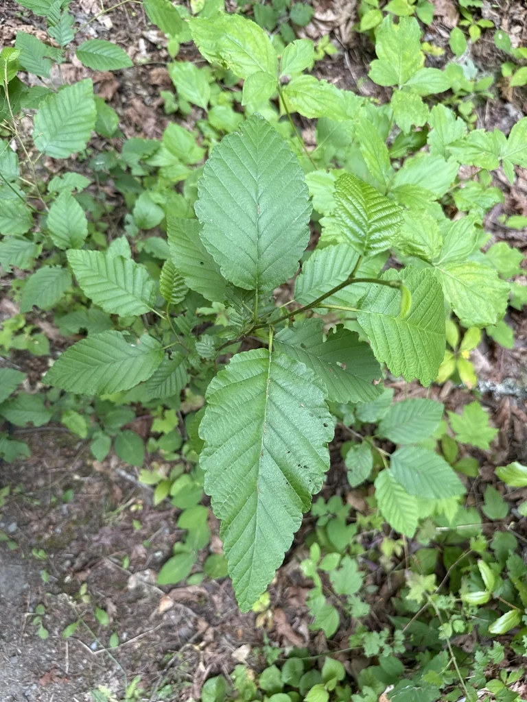 Alnus Rubra