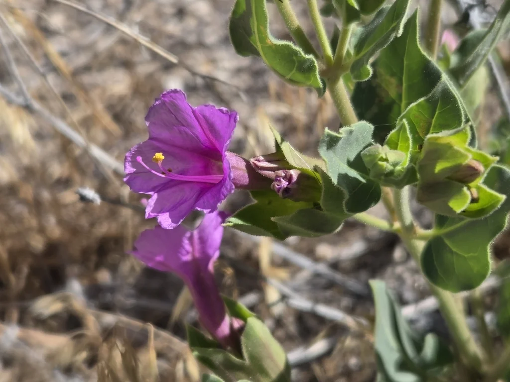 Mirabilis Multiflora