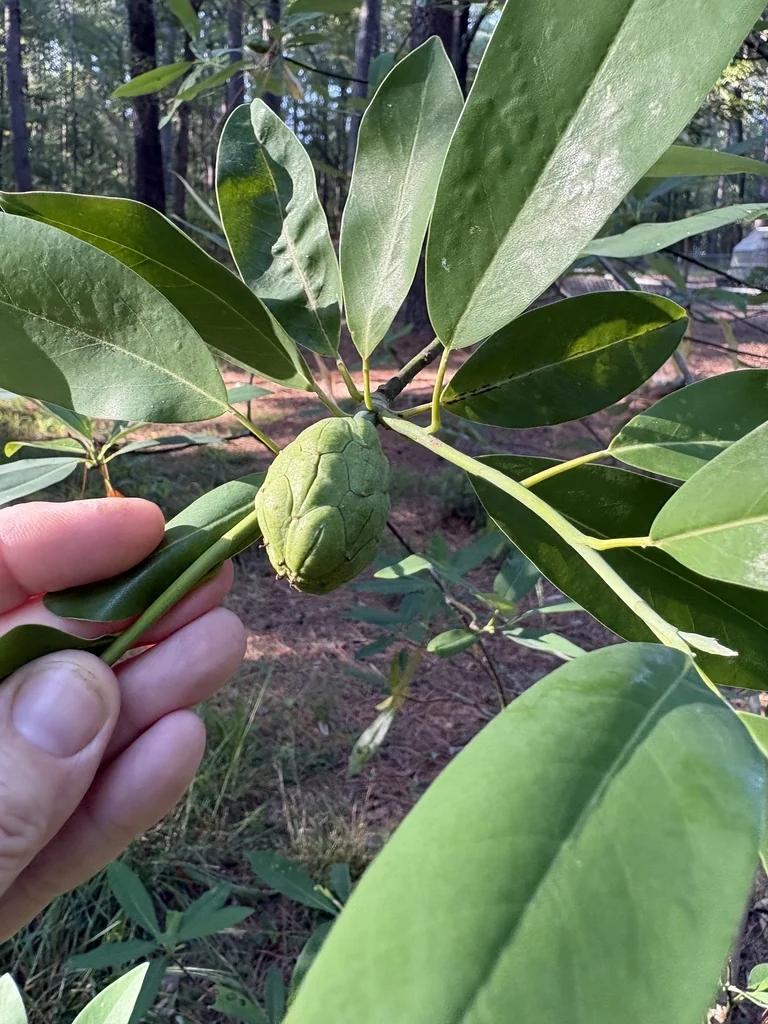 Magnolia Virginiana