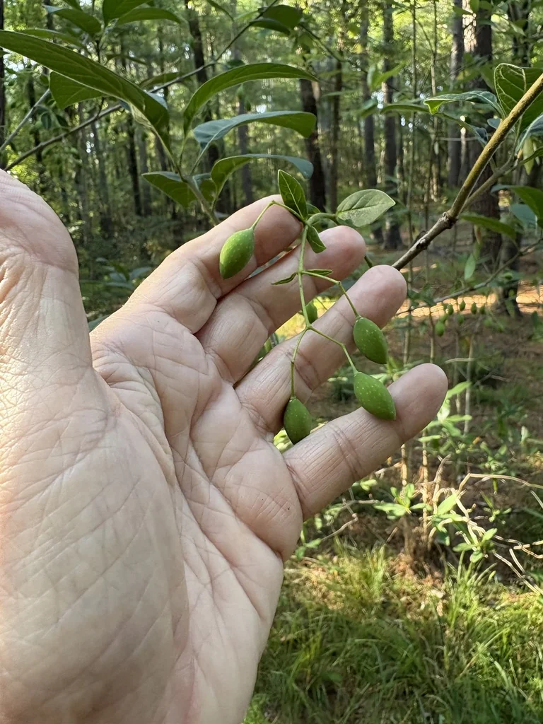 Chionanthus Virginicus