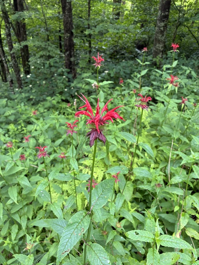 Monarda didyma